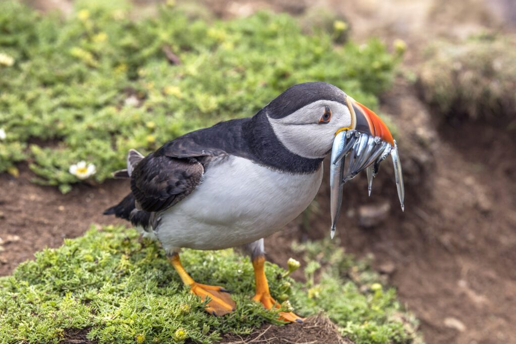 Puffin Islands: Where and When to See Puffins