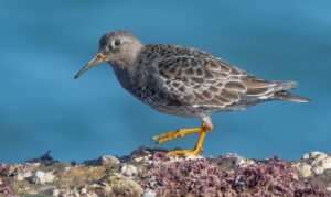 Purple Sandpiper (Calidris maritima)