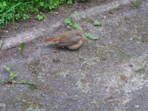 Redstart (Phoenicurus phoenicurus)