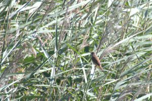 Reed Warbler (Acrocephalus scirpaceus)