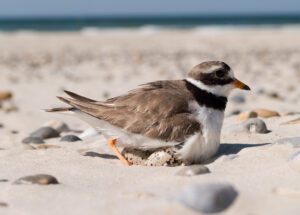 Ringed Plover (Charadrius hiaticula)