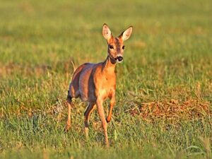 Roe Deer (Capreolus capreolus)