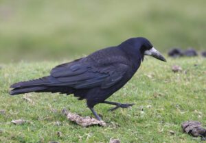 Rook (Corvus frugilegus)