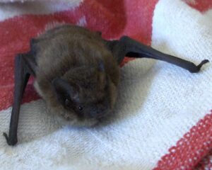 Soprano Pipistrelle (Pipistrellus pygmaeus)