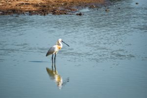 Spoonbill