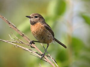 Stonechat (Saxicola rubicola)