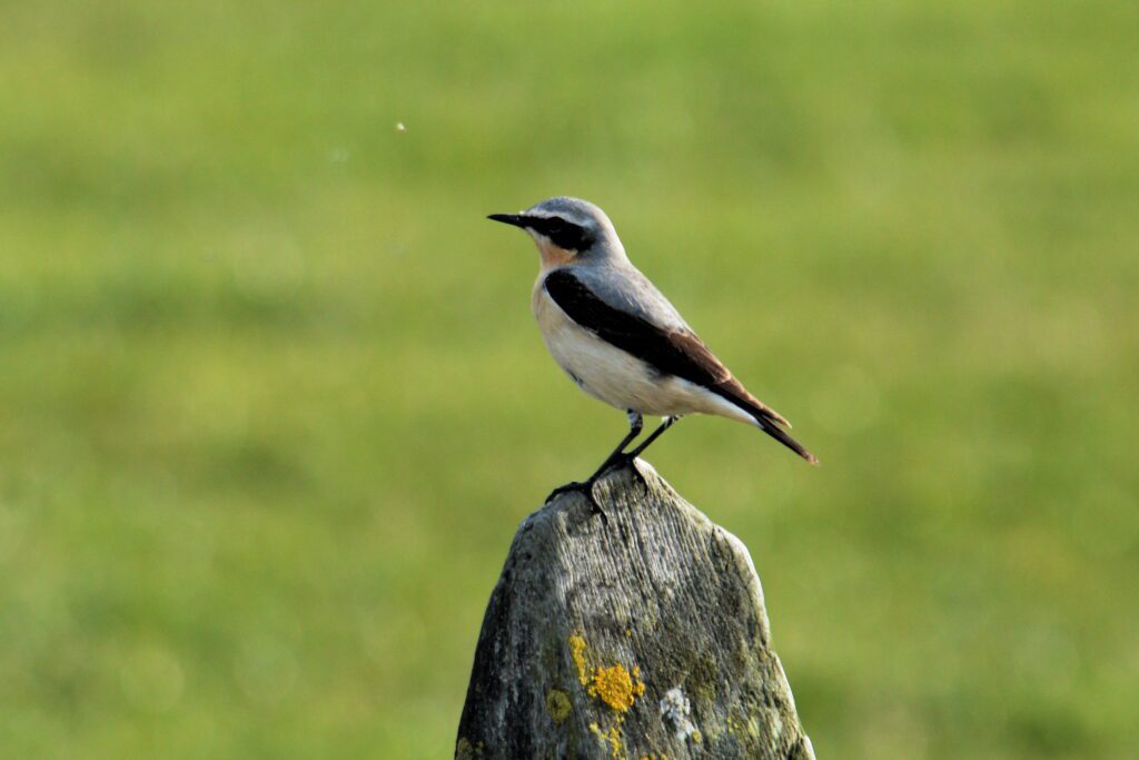 Wheatear (Oenanthe oenanthe)